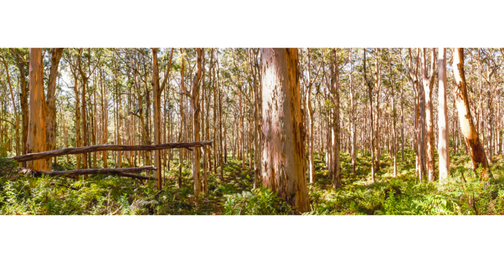 Boranup Forest Featured Image