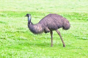 Emu