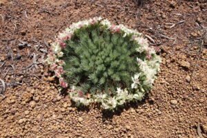 Wreath Flower
