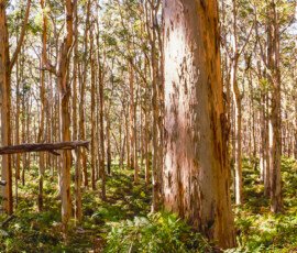 Boranup Forest in the south west of Western Australia Boranup Forest in Western Australia