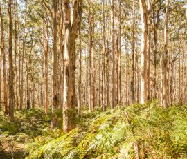 Boranup Forest Boranup Forest in Western Australia