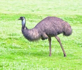 Emu
