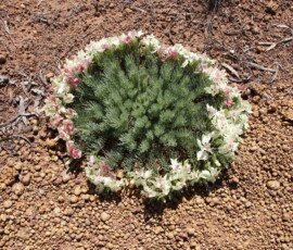 Wreath Flower